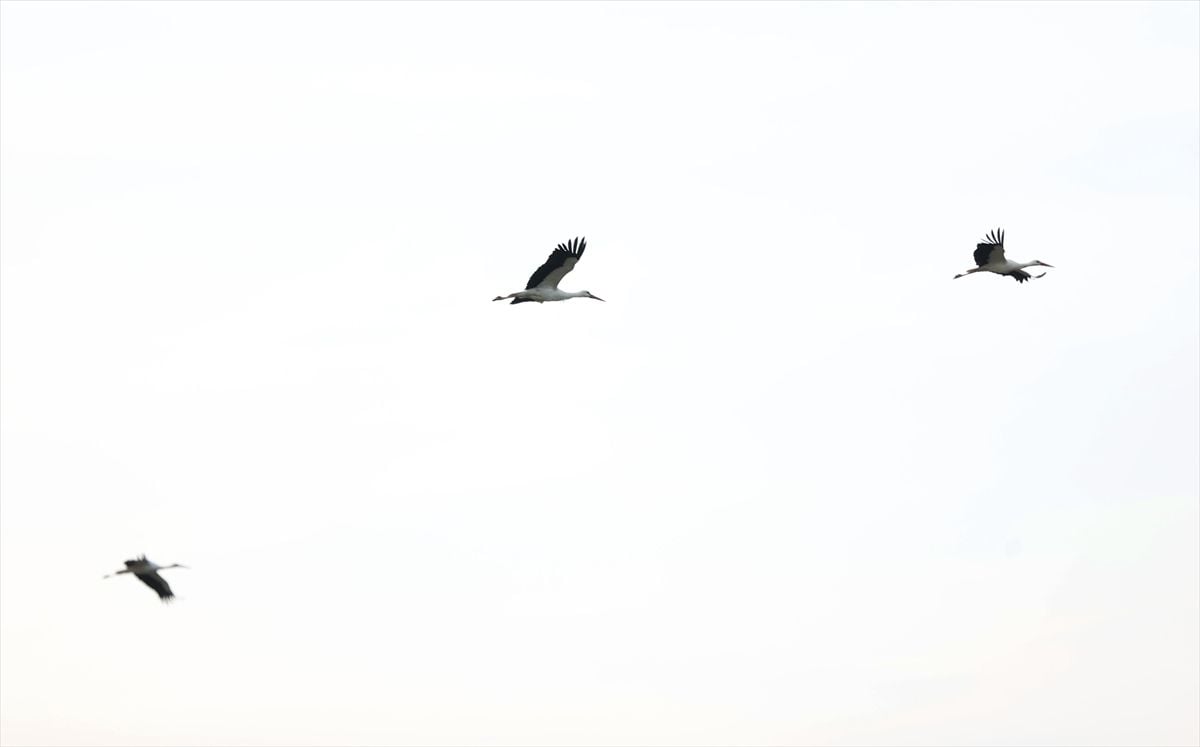 Göç yolundaki leylekler Kırklareli'nde mola verdi