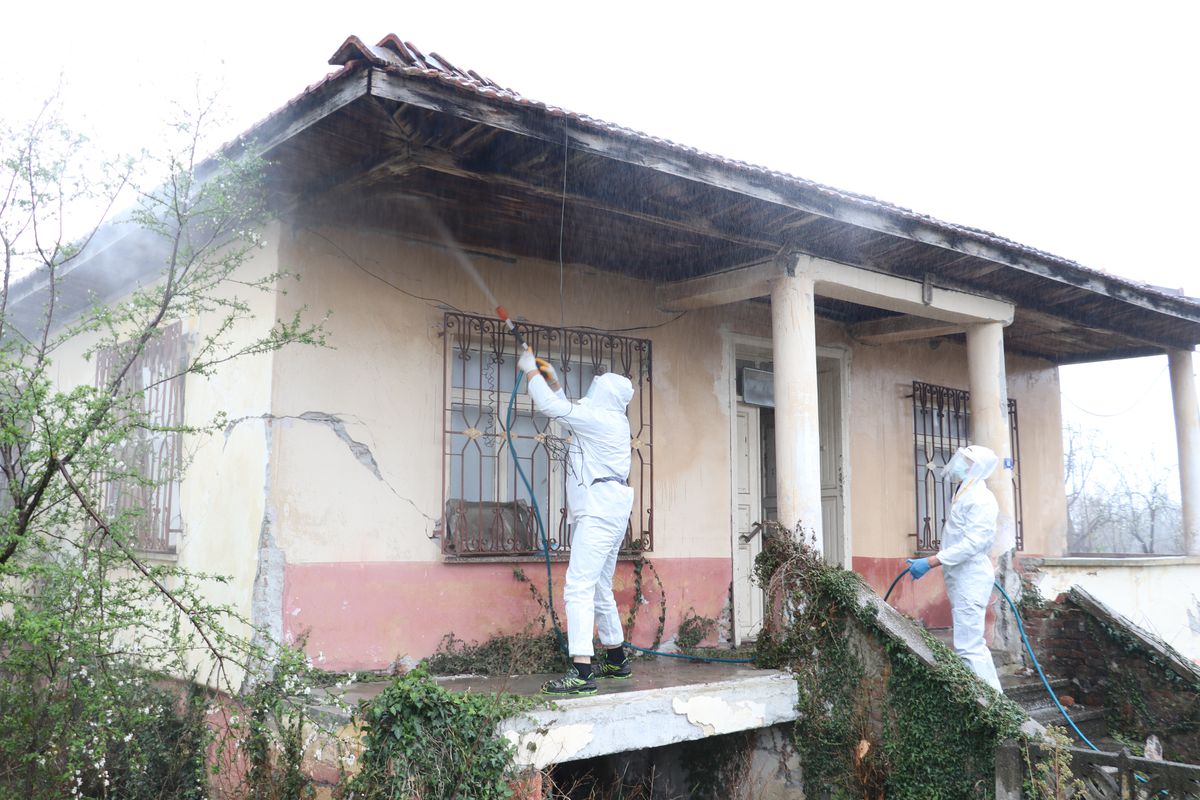 Kahverengi kokarcalar kışlaklardan çıkmadan imha ediliyor