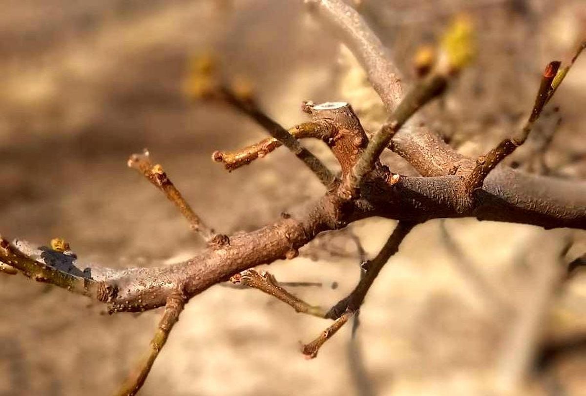 Manisa'da meyve ağaçlarına ateş yanıklığı uyarısı