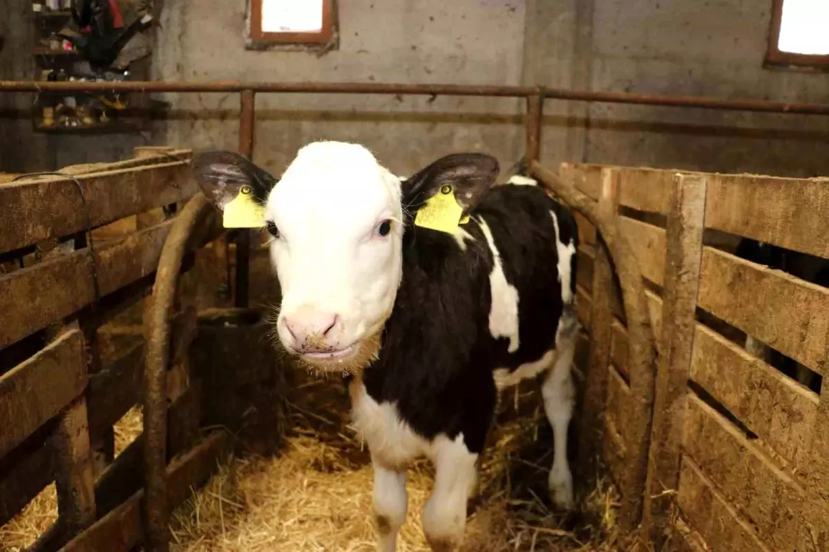 Samsun'da ari işletme sayısı artıyor