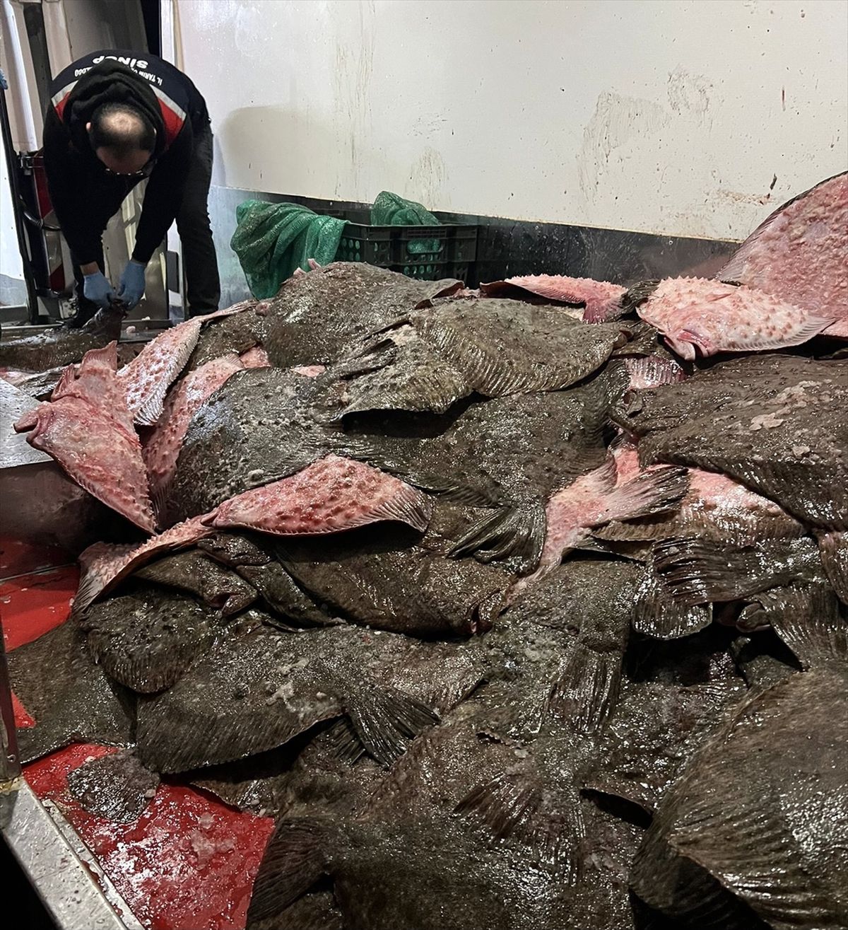 Sinop'ta kaçak avlanan 491 kalkan balığına el konuldu