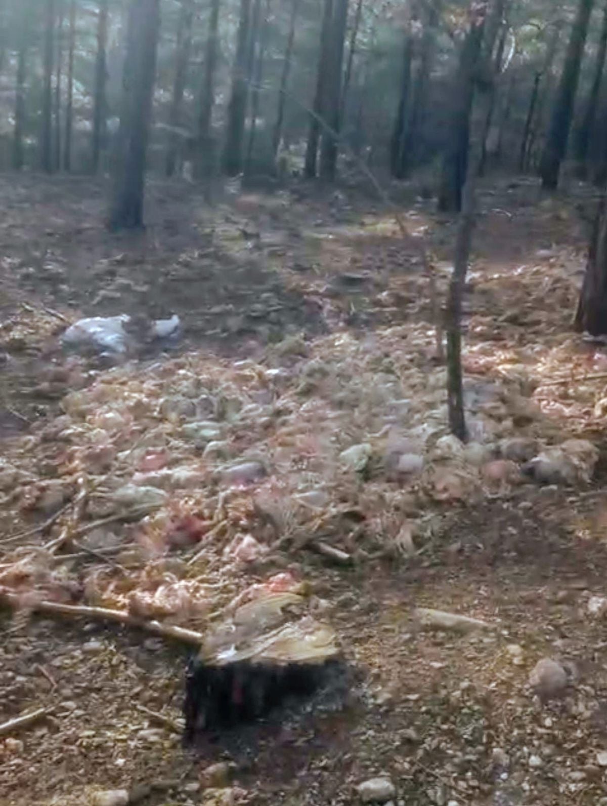 Tarsus'ta ormana çok sayıda tavuk ölüsü atıldı