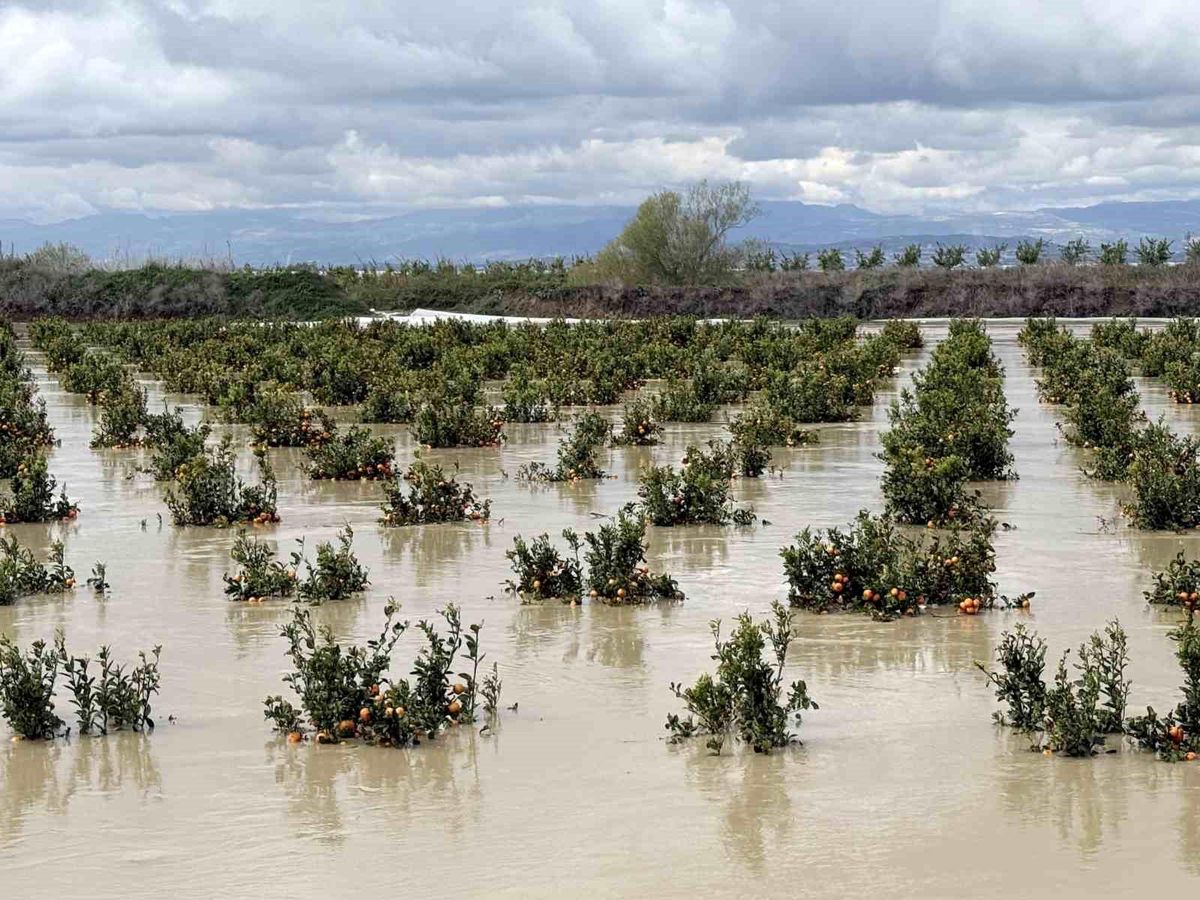 Yağışlar tarım arazilerini vurdu