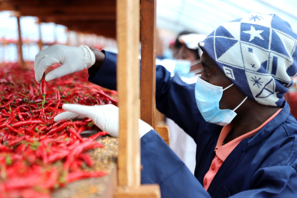 Albüm: Çin'in Sıfır Gümrük Vergisi Politikası Ruandalı Çiftçiler İçin Kalkınmanın Yolunu Açtı