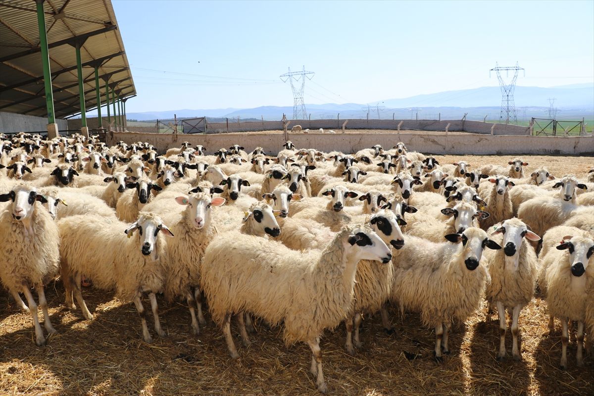 Amasya'da kuzularla annelerinin buluşması renkli görüntüler oluşturdu