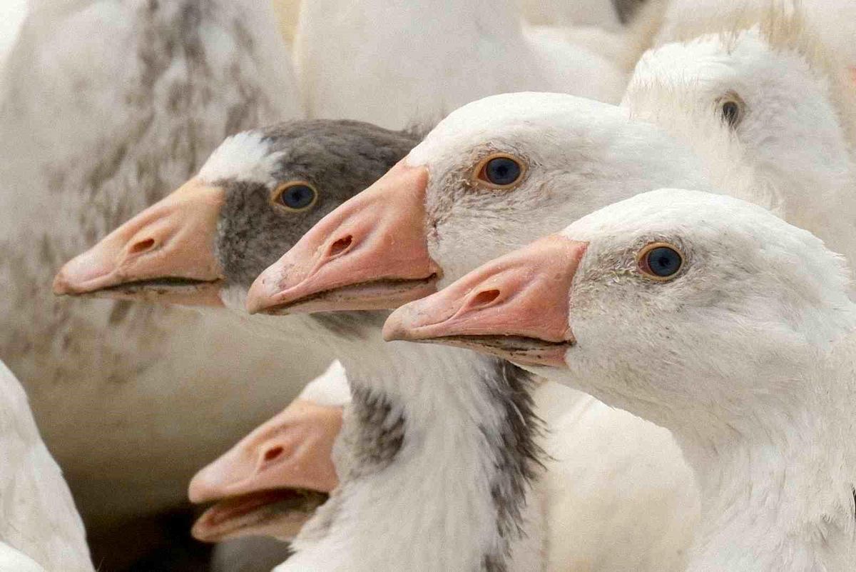 Anadolu kazına "milli kimlik": Anne hattı Yozgat, baba hattı Bandırma