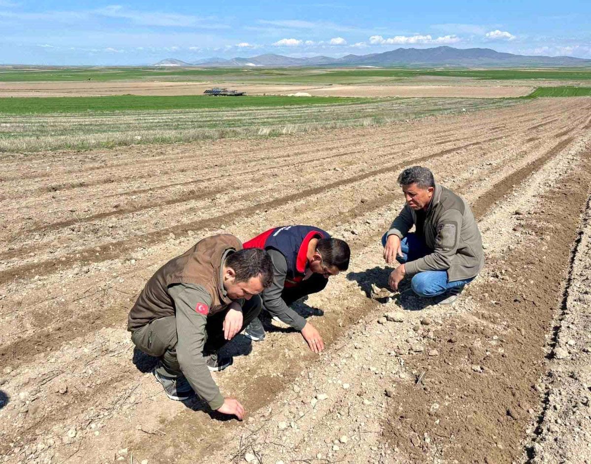 Atıl durumdaki tarım arazilerine ayçiçeği ekimi yapıldı