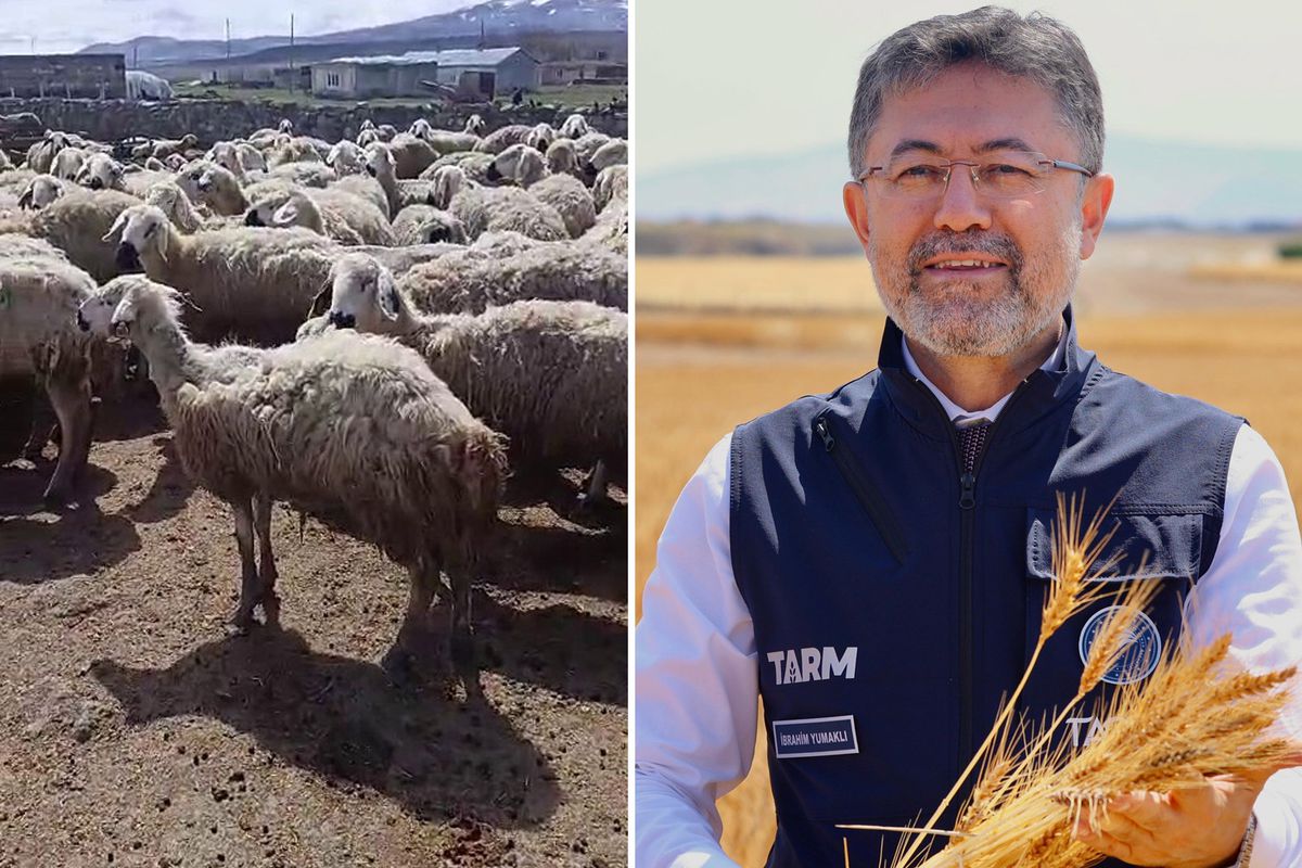 Bakan Yumaklı'nın "Örnek üretici" dediği çiftçi video çekip yardım istedi