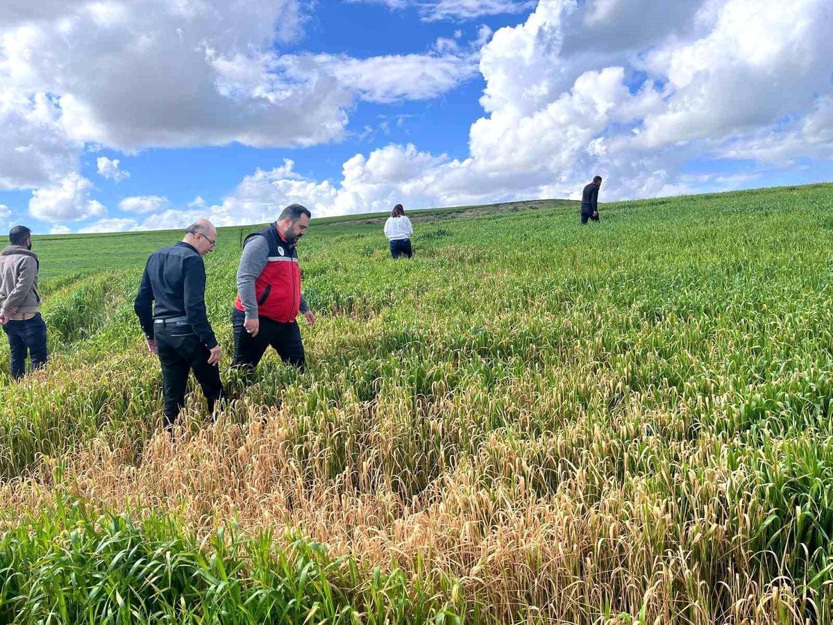 Batman'da çiftçilere 'yanlış ilaçlama' uyarısı