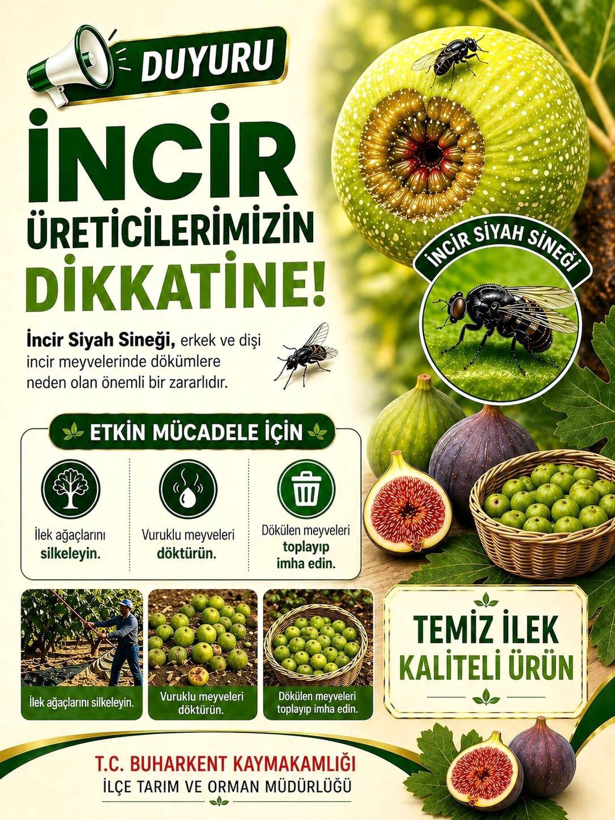 Buharkent'te incir üreticilerine siyah sinek uyarısı