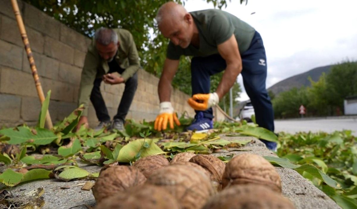 Ceviz üreticilerine antraknoz uyarısı