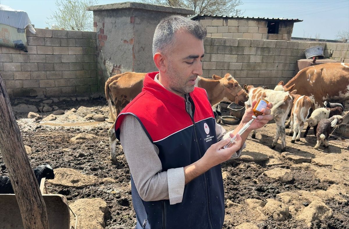 Cizre'de küpe ve aşılama çalışması sürüyor