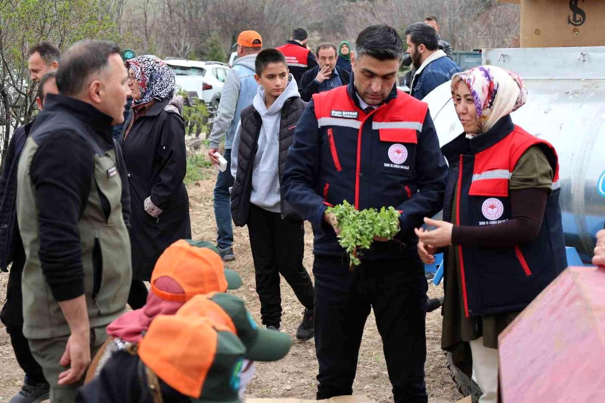 Dinar'da 'Kekik Yetiştiriciliği Projesi' devam ediyor