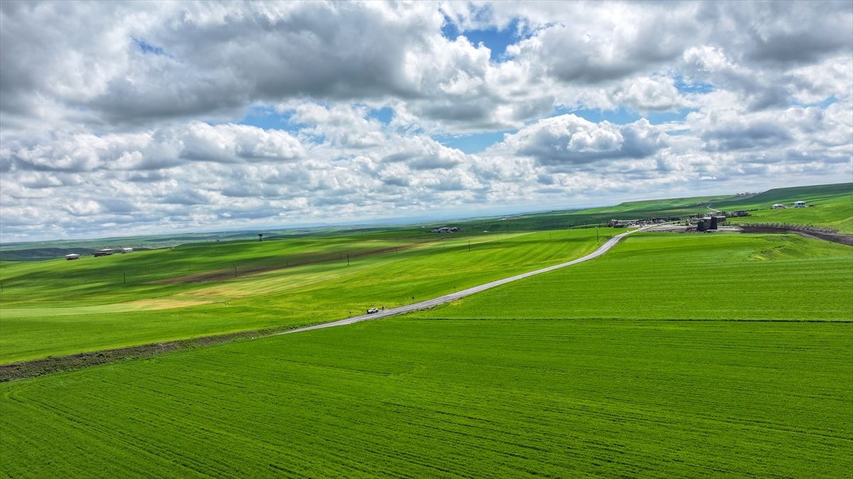 Diyarbakır'da artan yağış buğdayda yüksek verim beklentisini artırdı