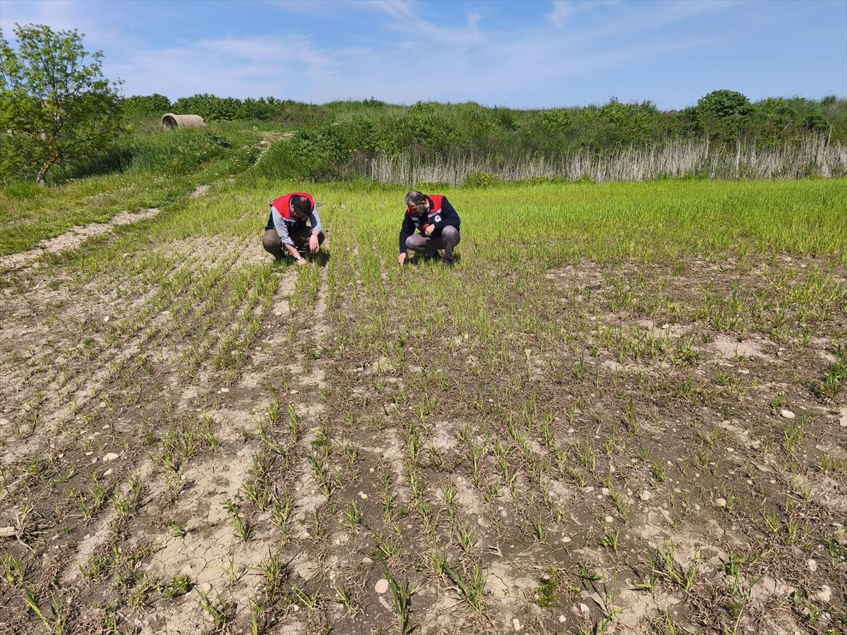 Edirne'de su baskınının zarar verdiği tarım arazilerinde hasar tespit çalışmaları tamamlandı