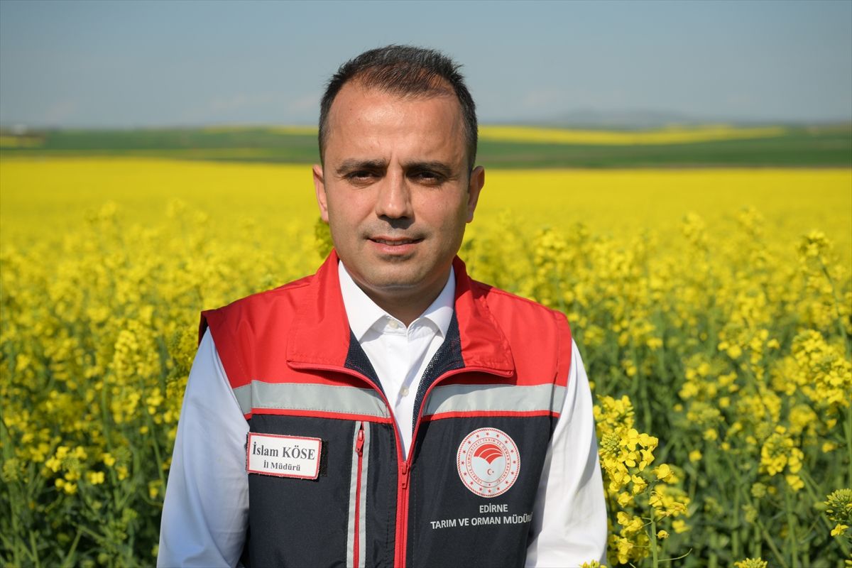 Edirne'de yaz kuraklığının görüldüğü bölgelerde kanola alternatif ürün oldu