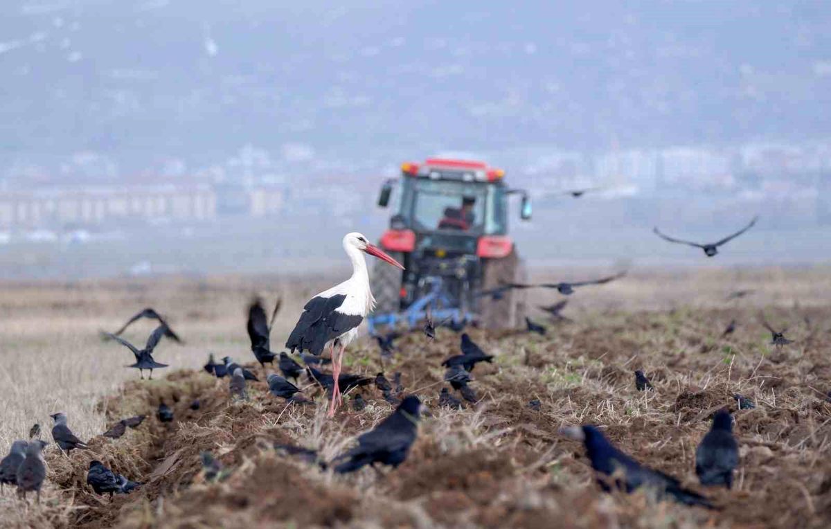 Erzincan'da zirai don uyarısı