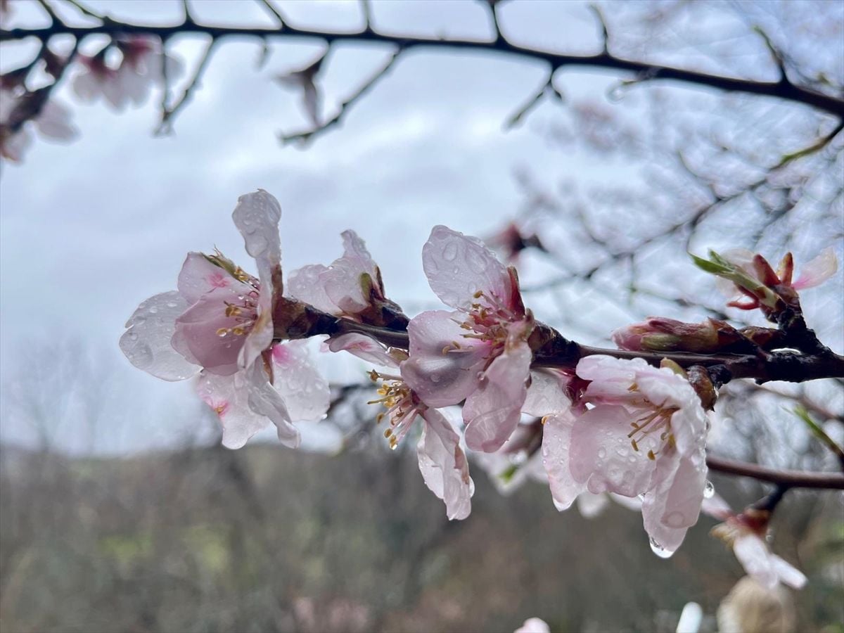 Hizan'da badem ağaçları çiçek açtı