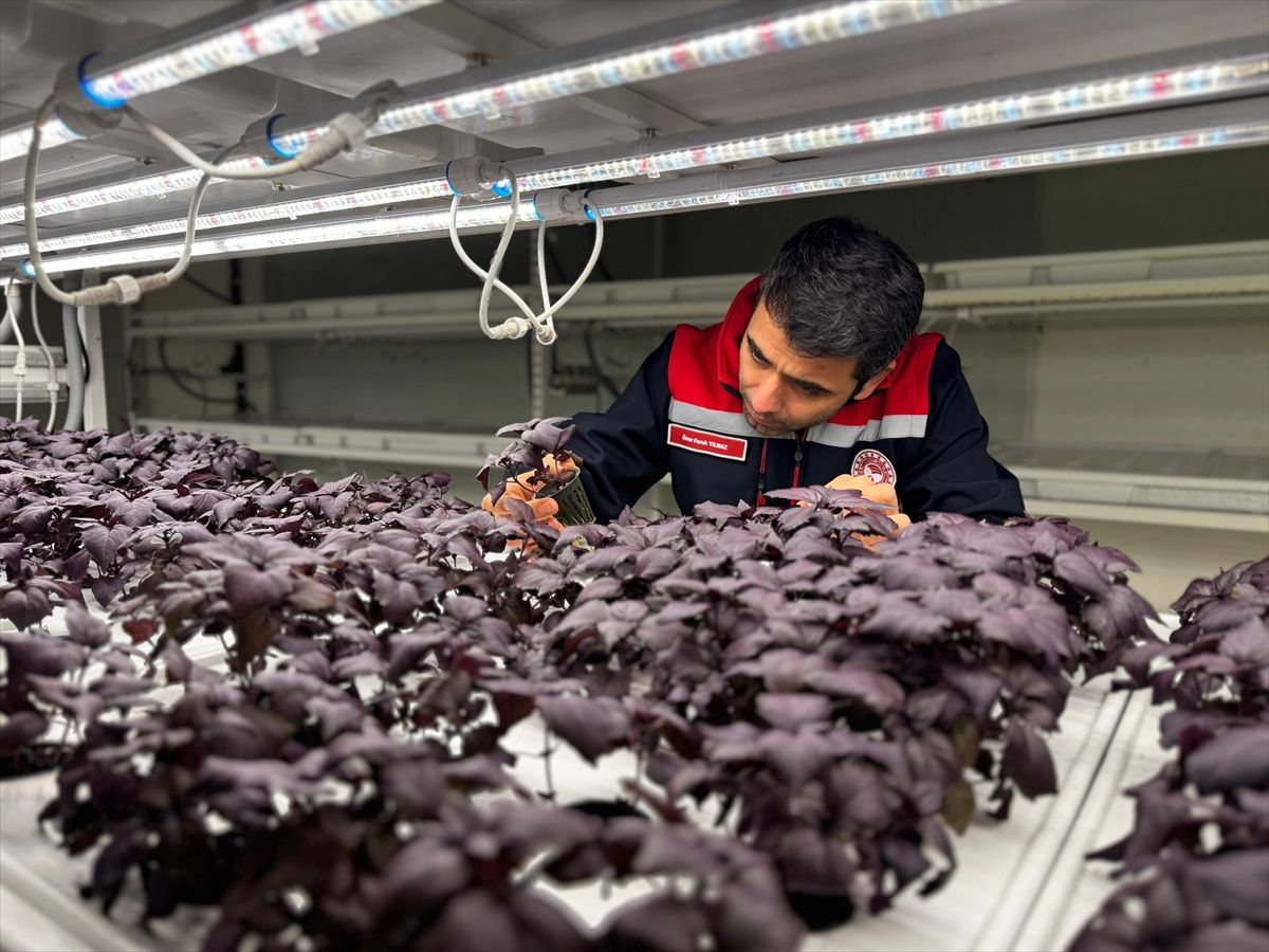 İstanbul Kapalı Dikey Tarım Uygulama Merkezi, megakentliler için çilek üretimine hazırlanıyor