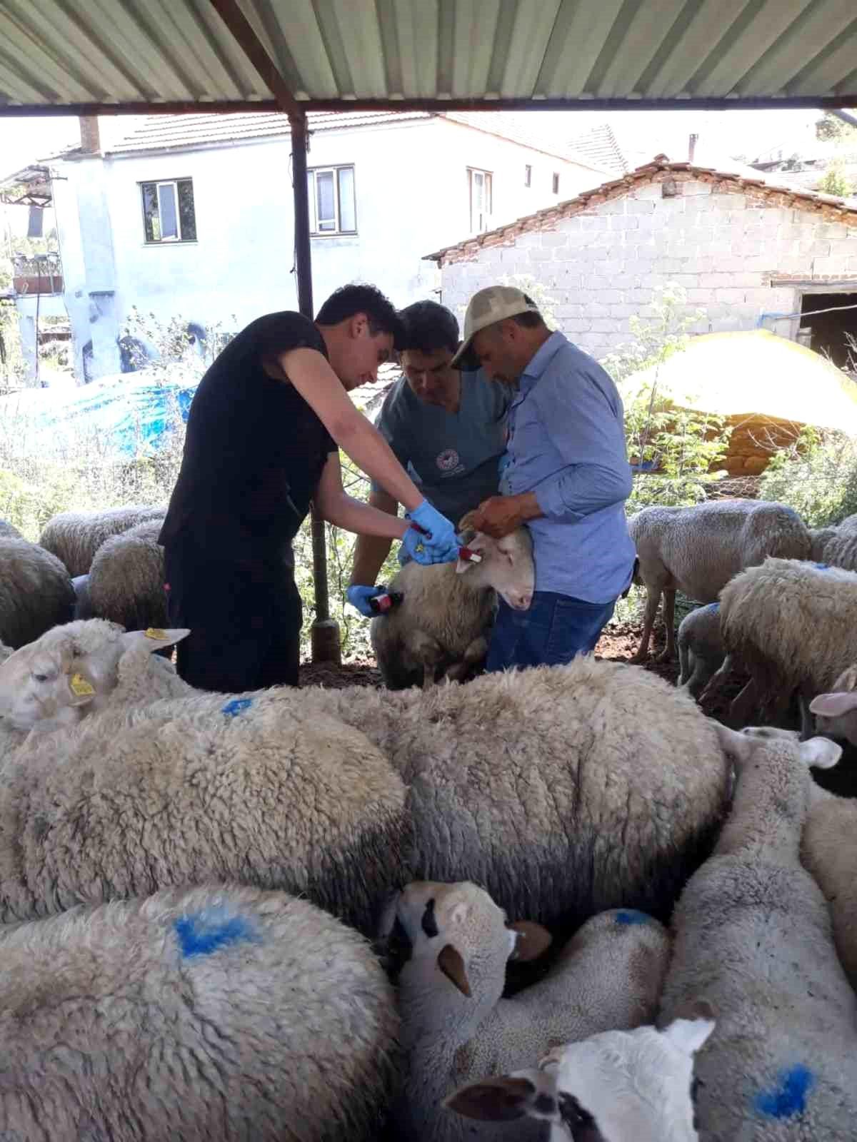 Karpuzlu'da küçükbaş hayvanlar kayıt altına alınıyor