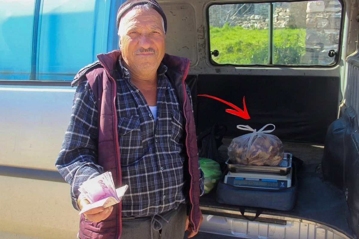 Kazdağları'nın eteklerinden toplayıp kilosunu 1000 TL'ye satıyorlar