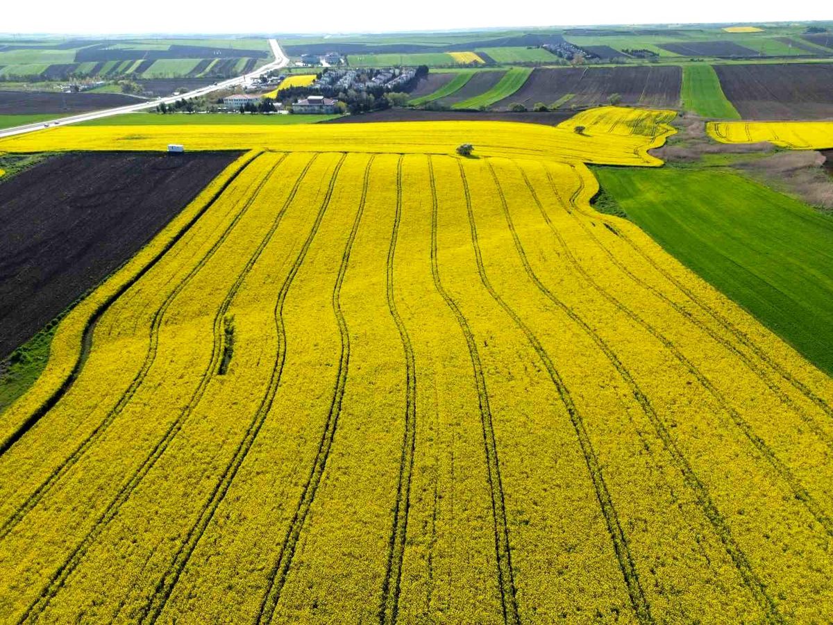 Kırklareli'nde kanola tarlaları sarıya büründü