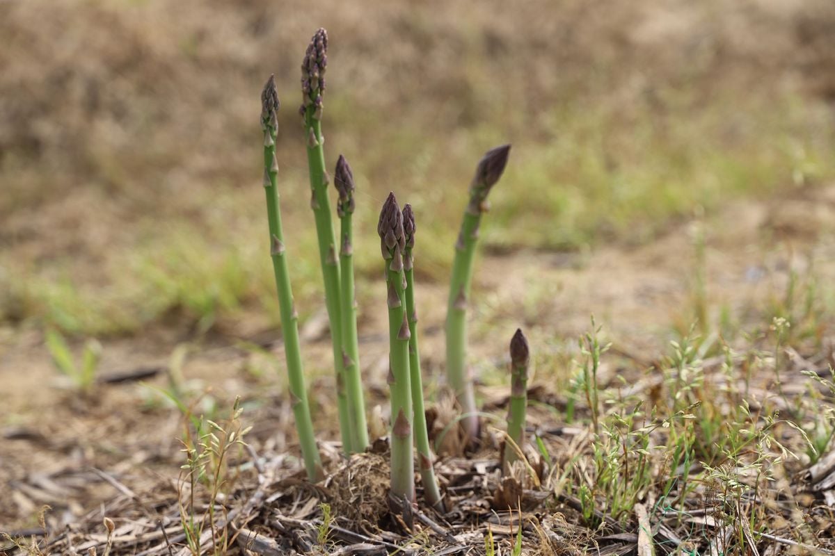 'Kuşkonmaz üretiminde İzmir'i birinci sıraya çıkarmak için gayret göstereceğiz'