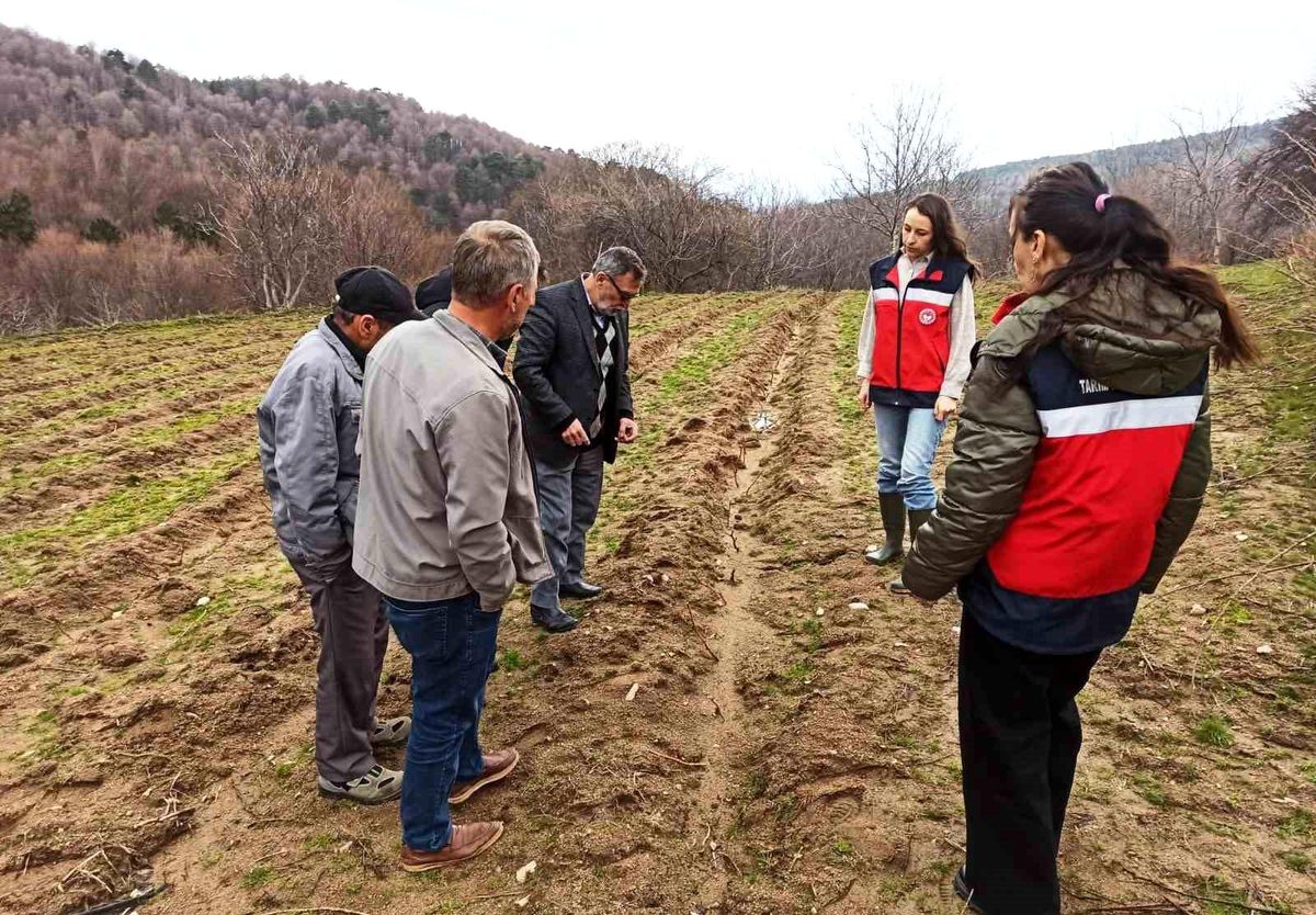 Kütahya'da yüzde 75 hibeli ahududu bahçelerinde kontroller gerçekleştirildi