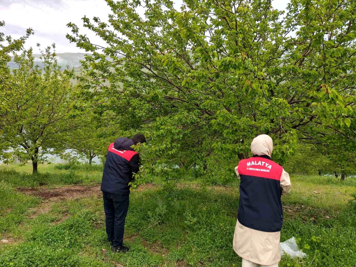 Malatya'da dolu sonrası hasar tespit çalışmaları başlatıldı