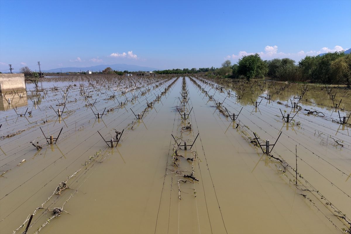 Manisa'da Gediz Nehri'nin taşması sonucu bağlar su altında kaldı