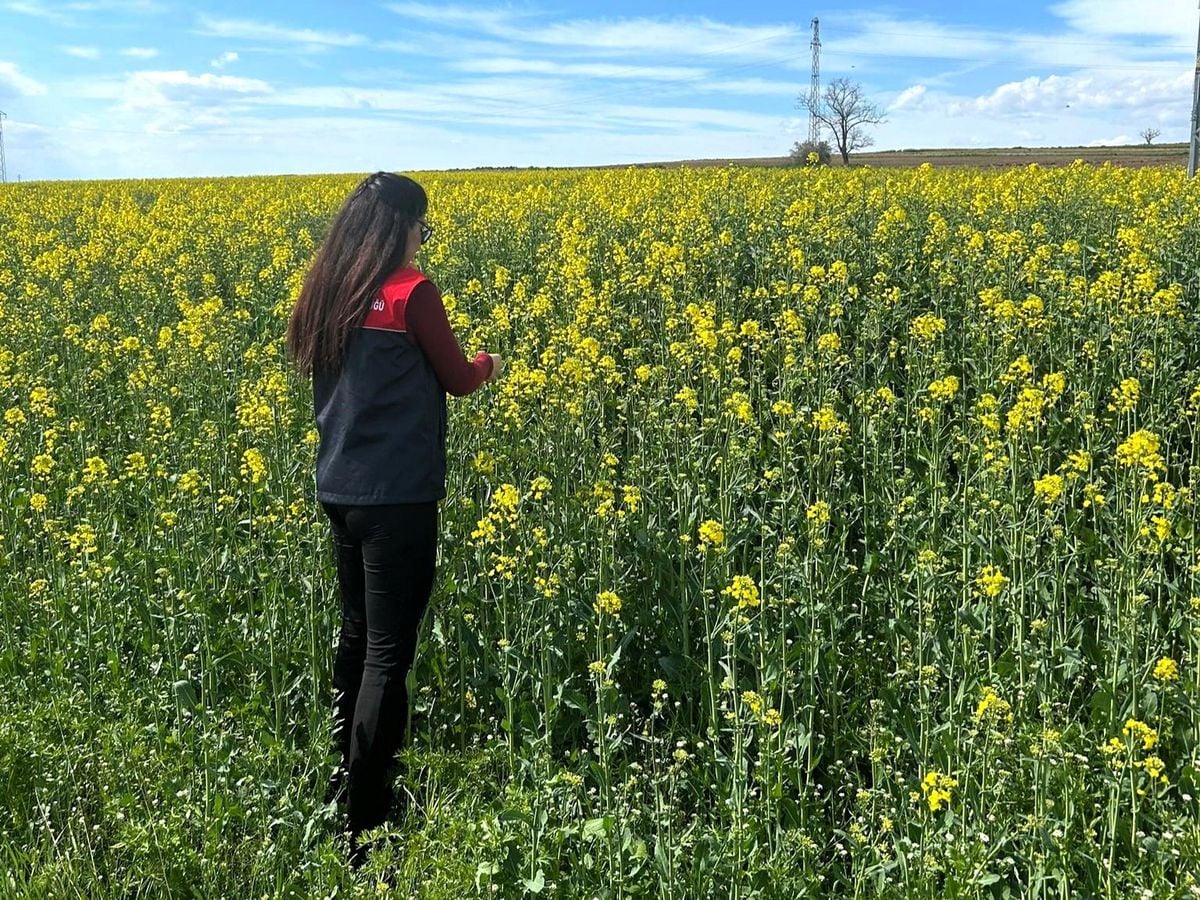 Pehlivanköy'de çiçek açan kanola bitkinin fizyolojik gelişimi incelendi
