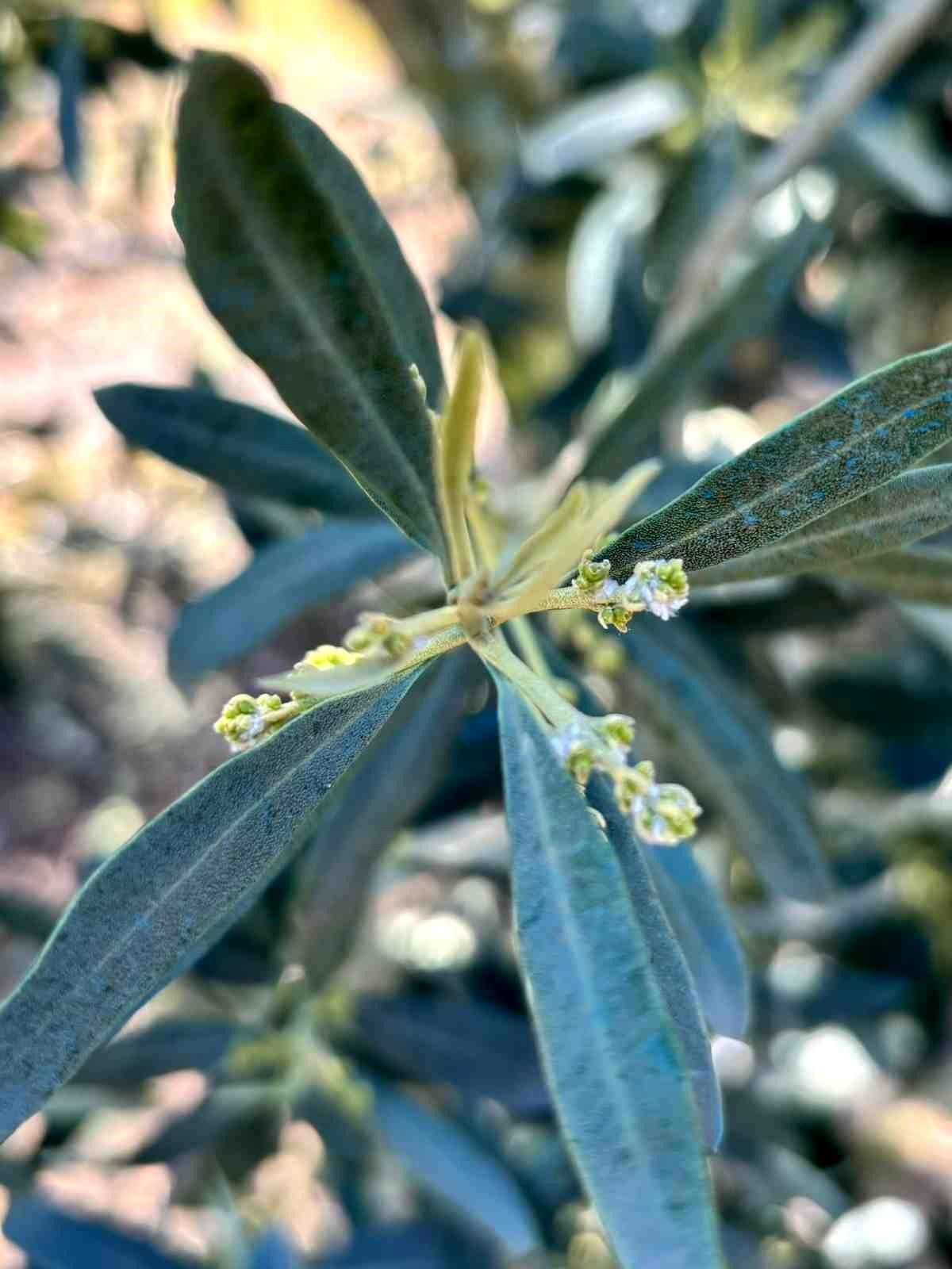Salihli'de zeytin üreticilerine "Zeytin Pamuklu Biti" uyarısı