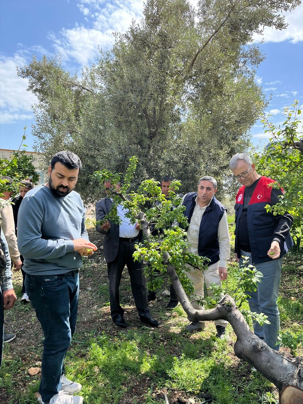 Silifke'de sağanak ve doludan etkilenen tarım alanlarında hasar tespiti yapılıyor