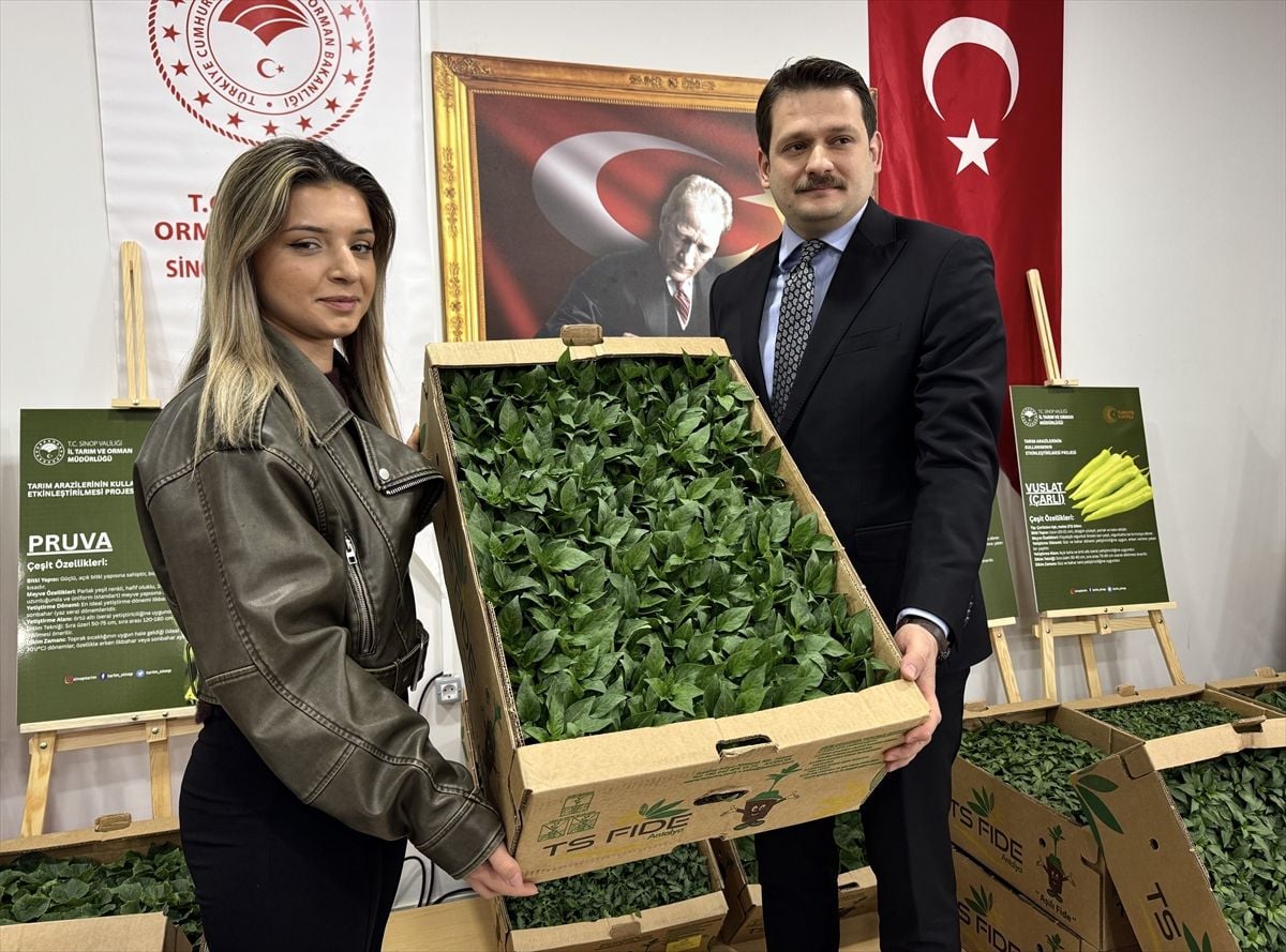 Sinop'ta üreticilere 135 bin sebze fidesi dağıtıldı