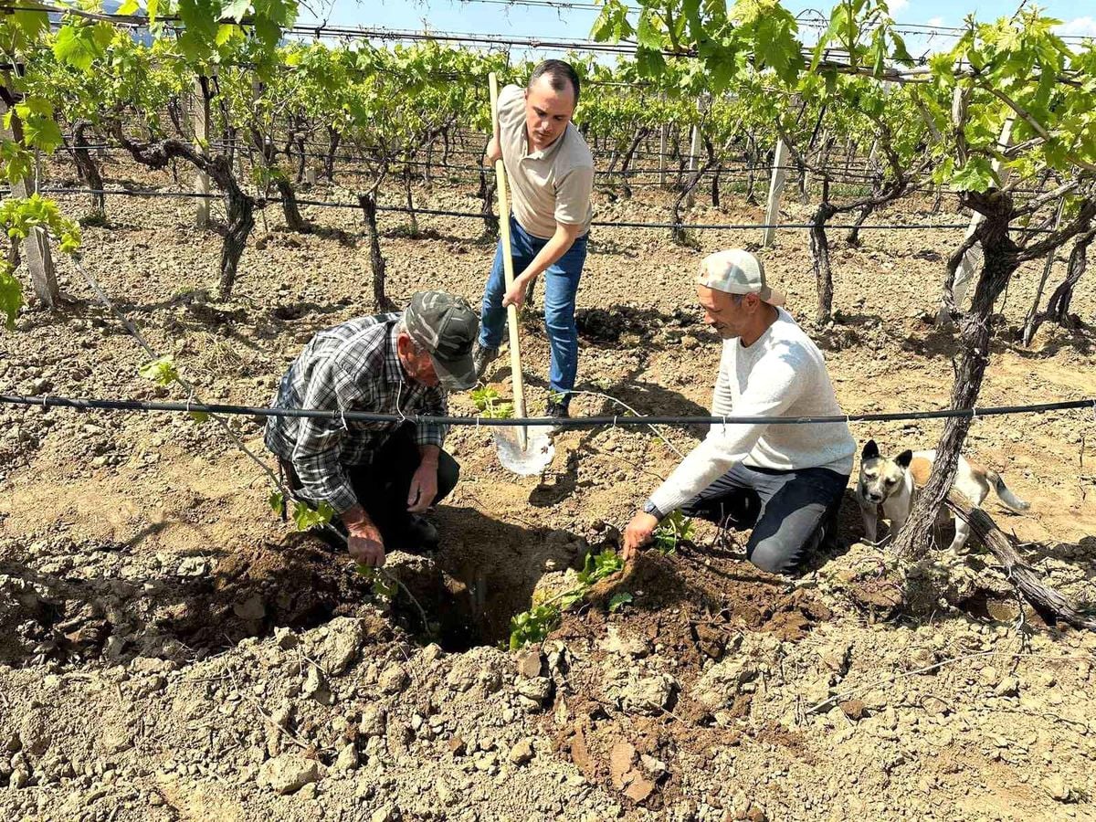 TARİŞ'ten bağlara yakın takip