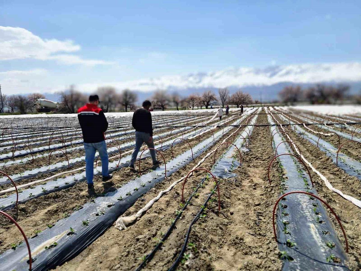 Üzümlü'de biber fideleri toprakla buluştu