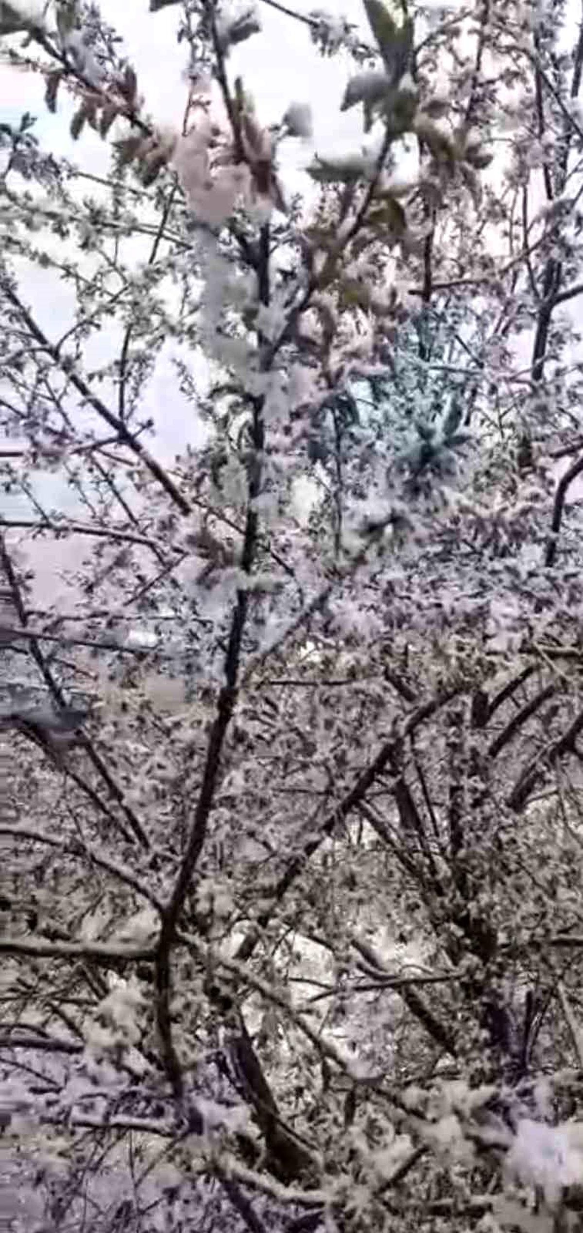 Adana'da kiraz çiçekleri karla kaplandı