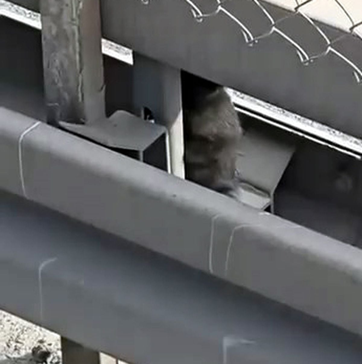 Avcılar'da metrobüs yolundaki bariyerlere giren kedi kurtarıldı