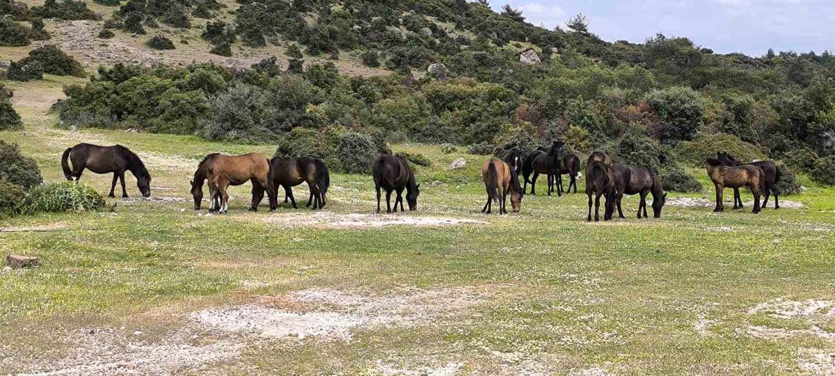 Ayvacık'ta çiftçiler başıboş yılkı atlarından dertli