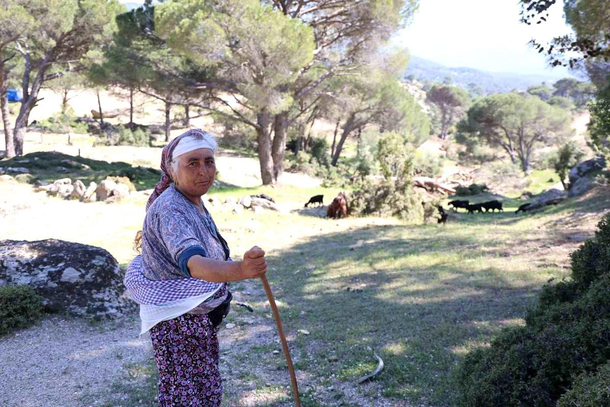 Beşparmak Dağları'nda çobanlığı terk etmeyen sadece Rukiye bacı kaldı