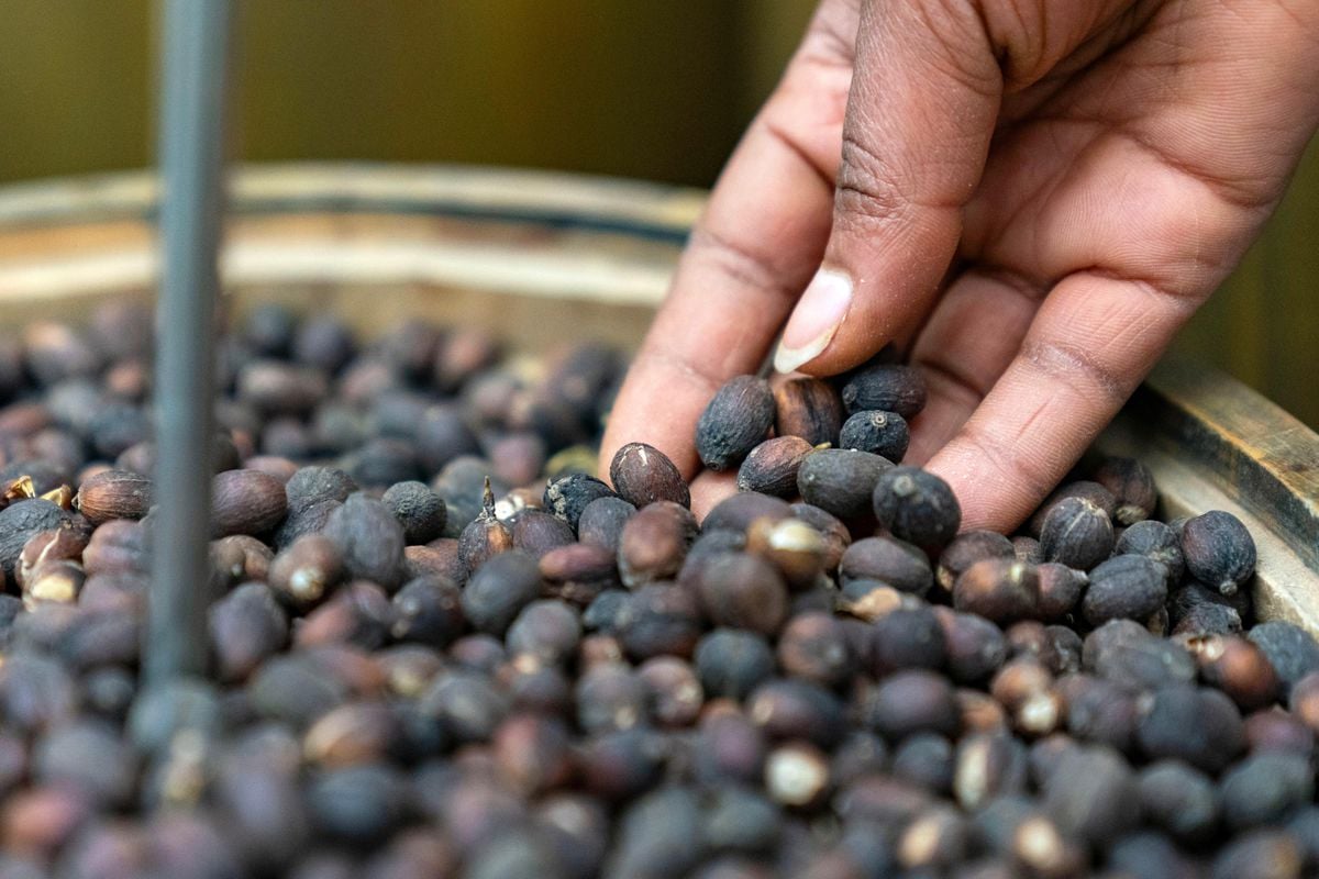 Çin, 53 Afrika Ülkesinden Gerekli Şartları Karşılayan Kahve Çekirdeklerinin İthalatına İzin Verecek