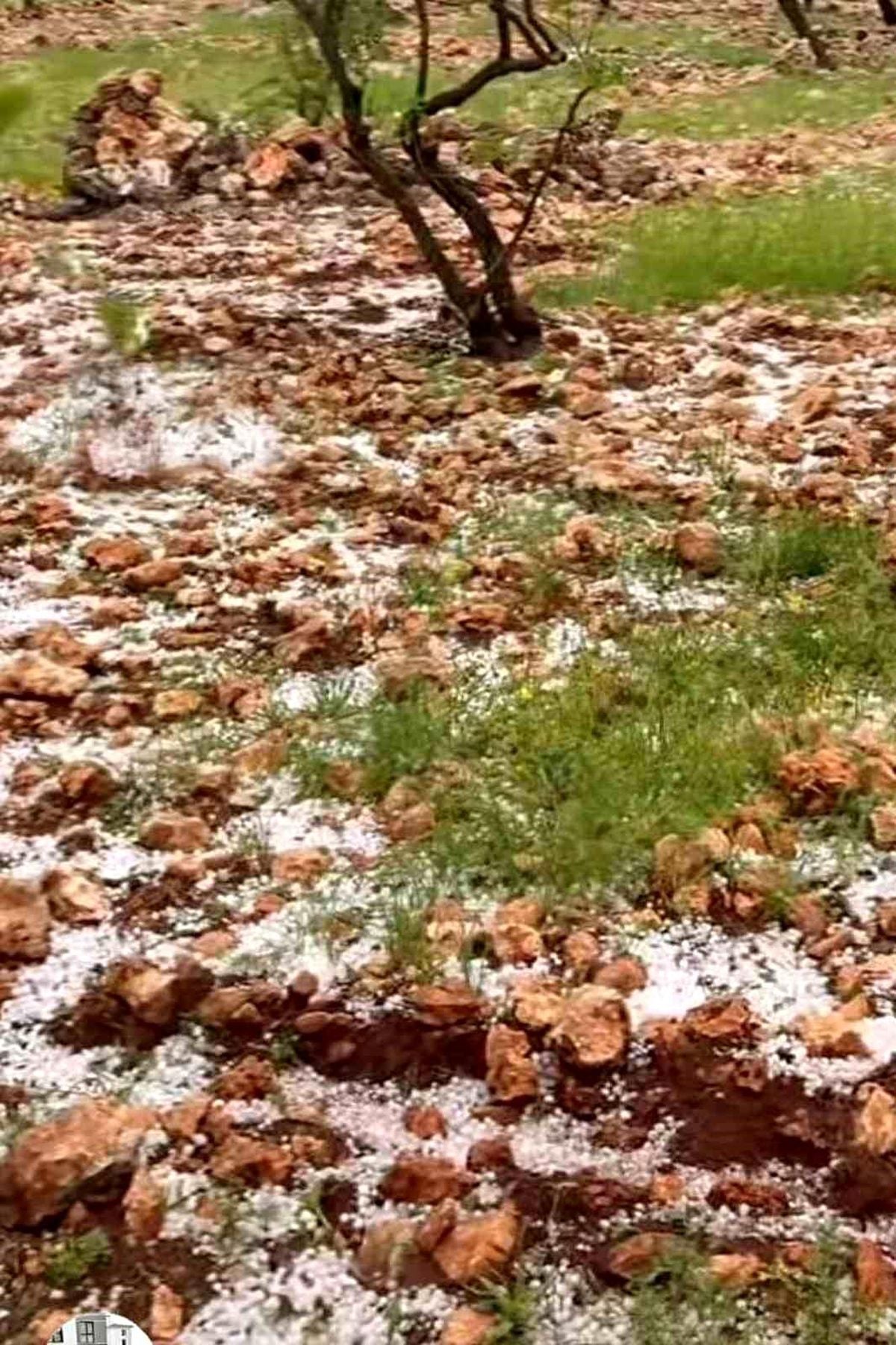 Araban'da Dolu Yağışı Fıstık Bahçelerine Zarar Verdi
