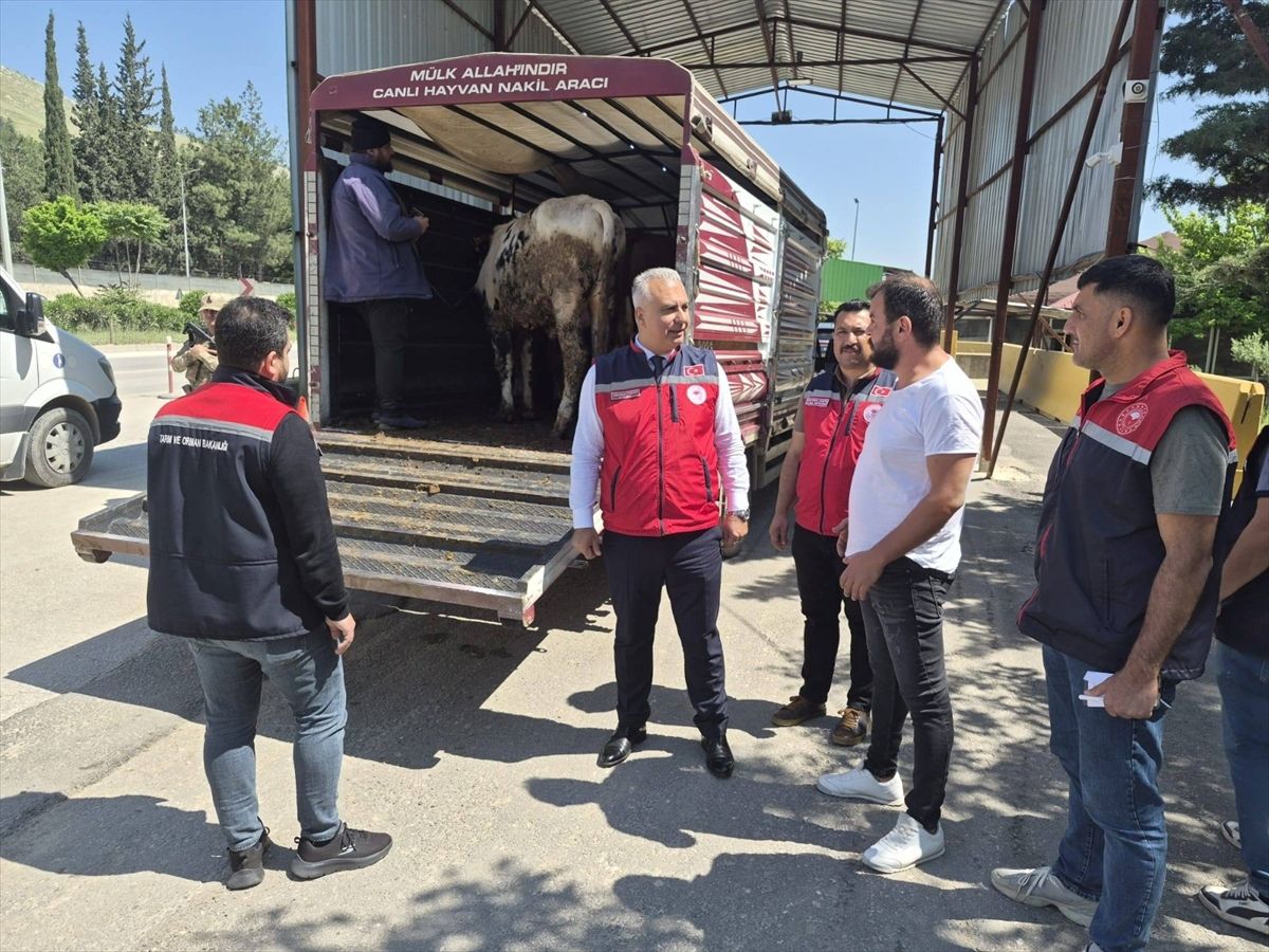 Hatay'da kurbanlık hayvan taşıyan araçlar denetlendi