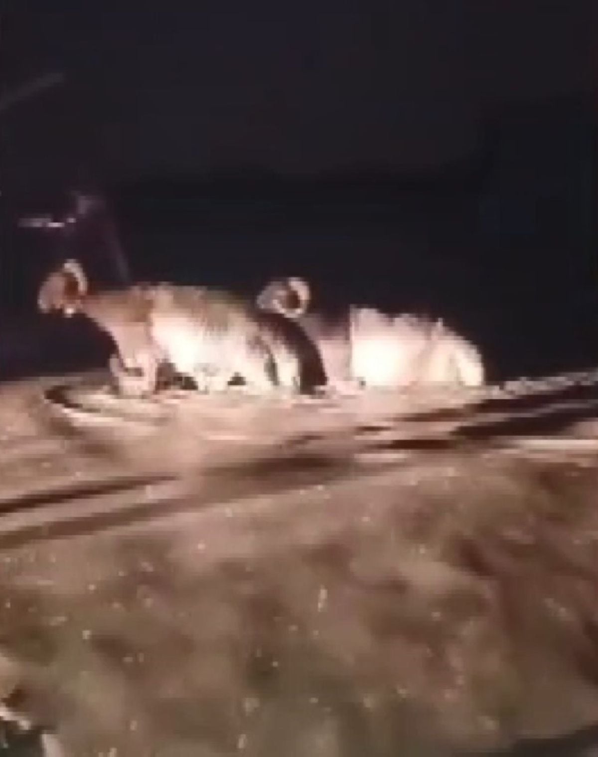 Hatay'da sağanak; hayvan pazarını su bastı