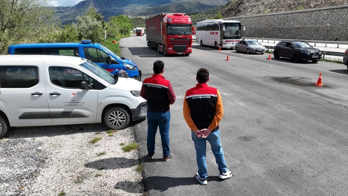 Kargı'da Kurban Bayramı öncesi hayvan taşımacılığına yönelik denetim yapıldı