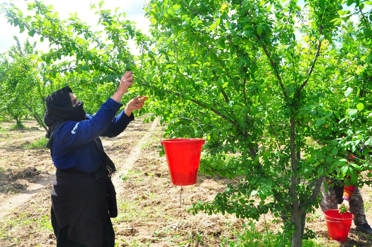 Manisa'da 'Dumanlı Papaz Eriği' hasadı başladı