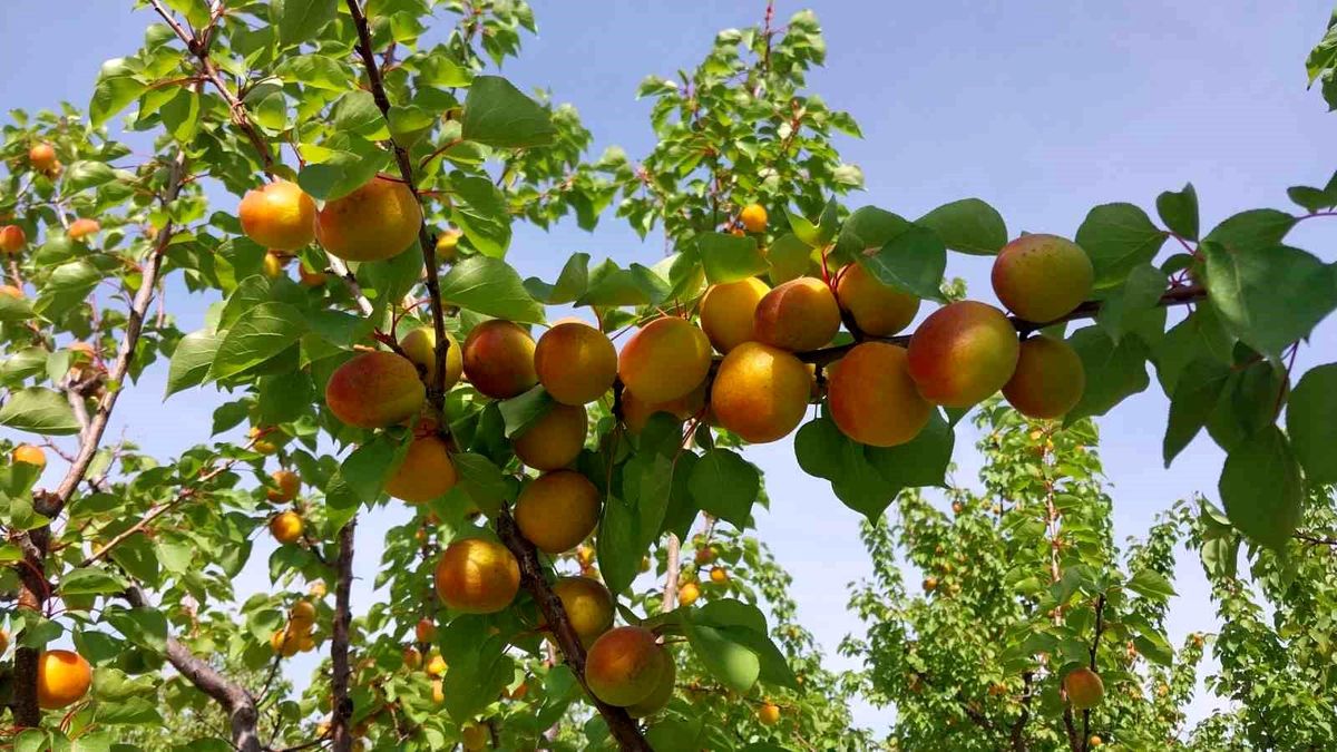 Mersin'de kayısı hasadı başladı, üretici verimden memnun