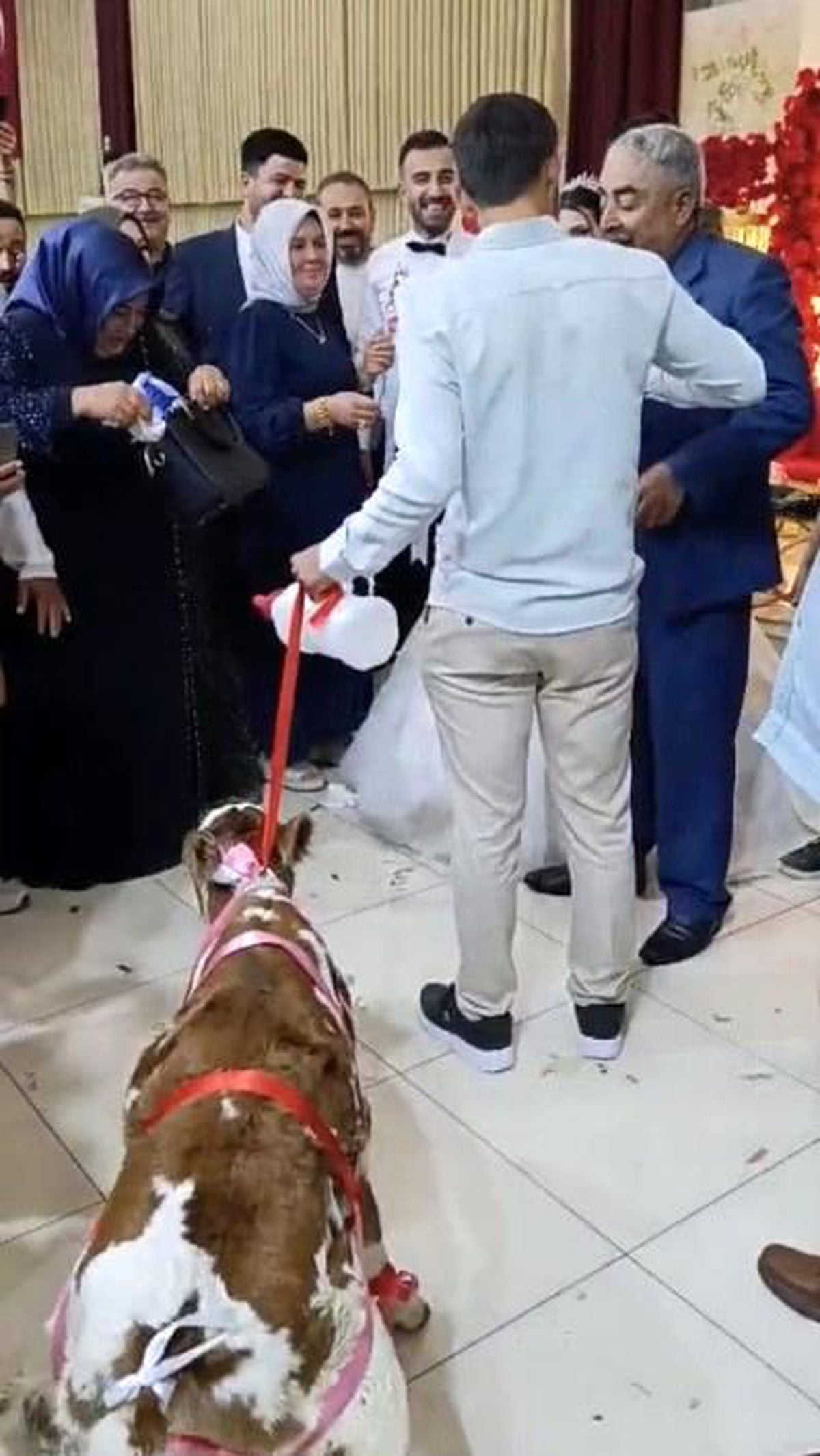 Osmaniye'de damada düğünde altın yerine buzağı verildi