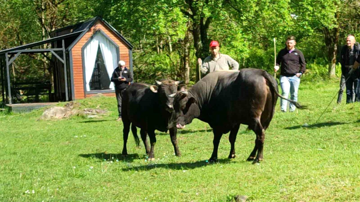 Rize'de boğalar arenaya hazırlanıyor