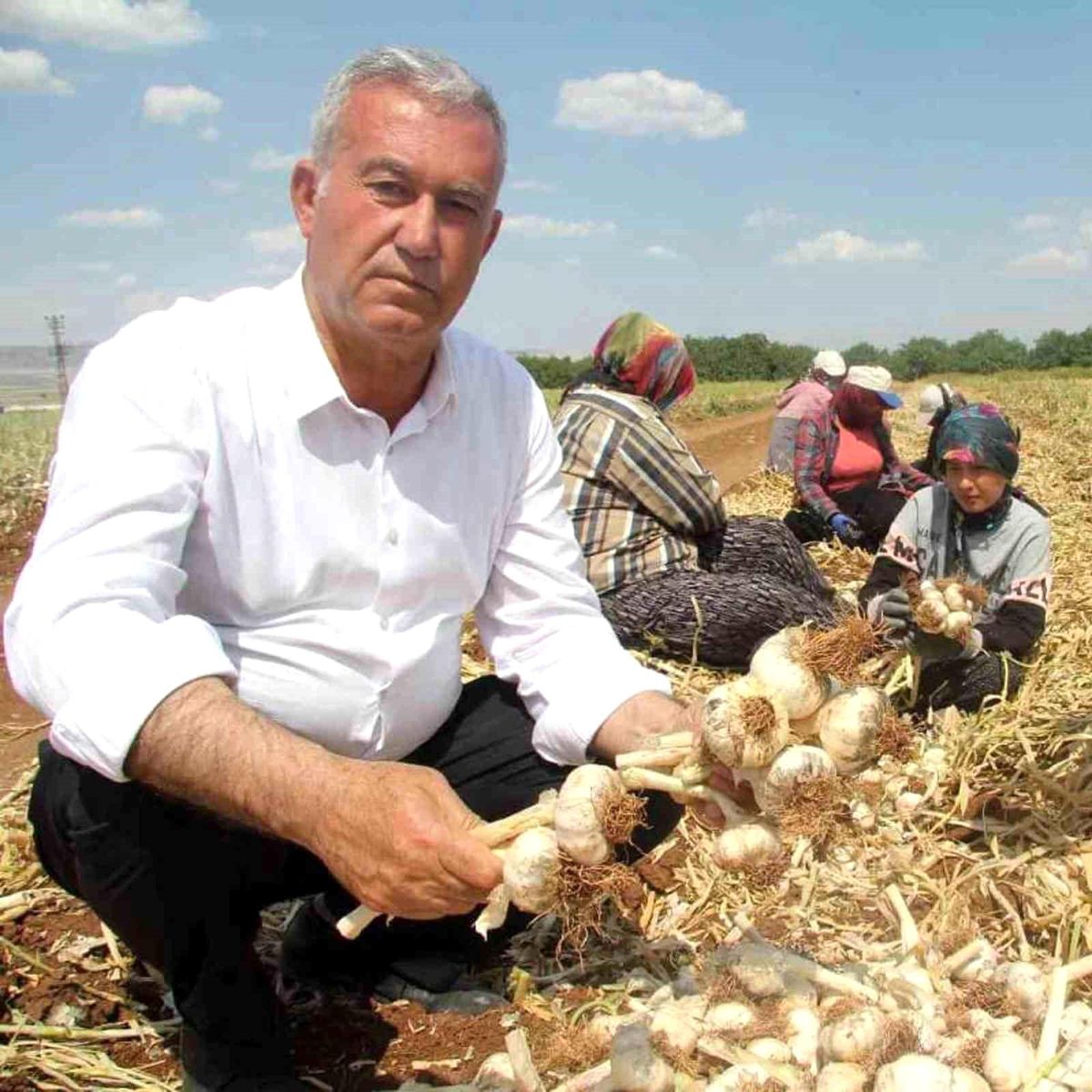 Sağlam ve Altun, Araban sarımsağının gelişimini inceledi